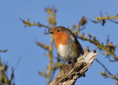 Robin redbreast