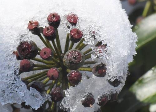 ivy berries