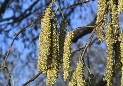 catkins