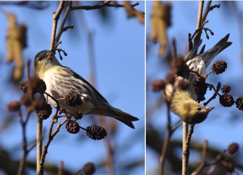 siskins