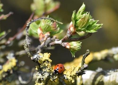 ladybird