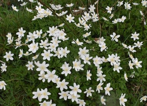 wood anenome