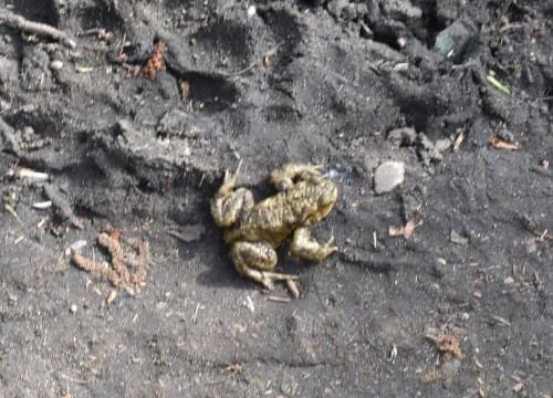 toad