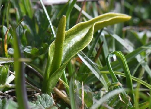 adder tongue fern