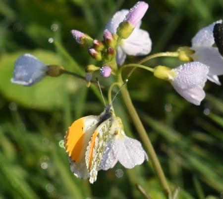 orange tip butterfly