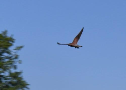 kestrel