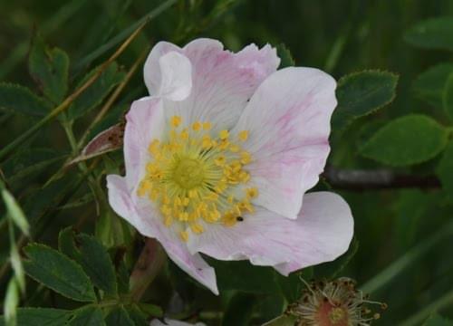 dog rose