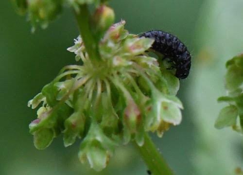 green dock larvae