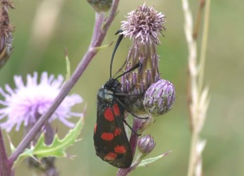 six-spot burnet