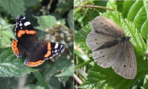red admiral / ringlet