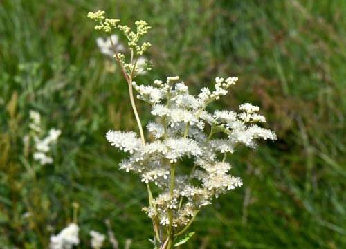 meadowsweet