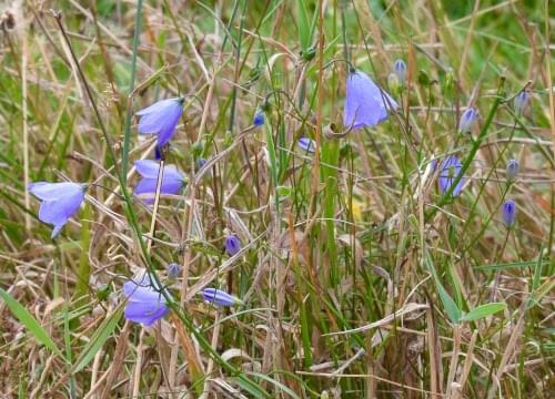 harebells