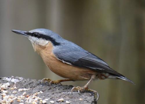 nuthatch.jpeg