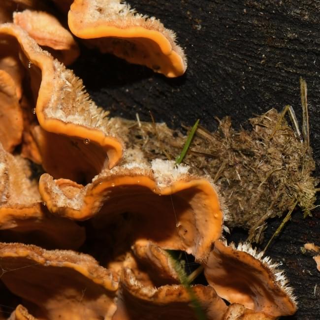 hairy curtain crust fungus