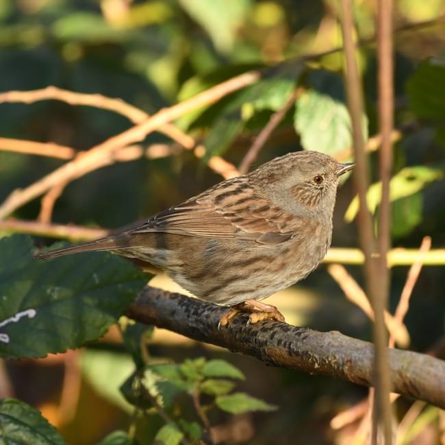 Dunnock