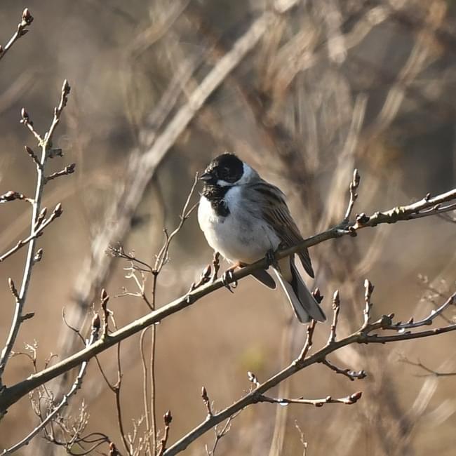 male reed bunting