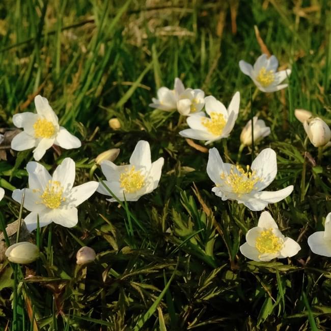 wood anemone