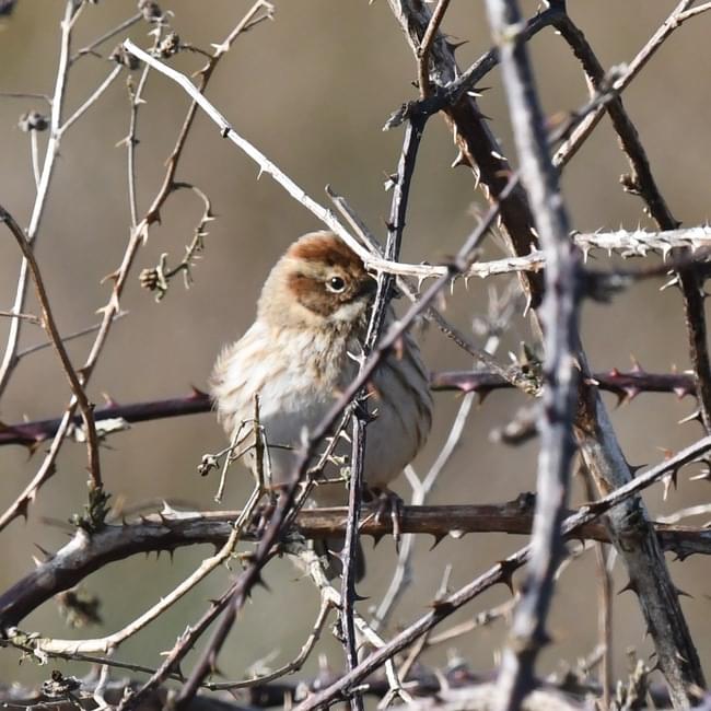 female reed bunting
