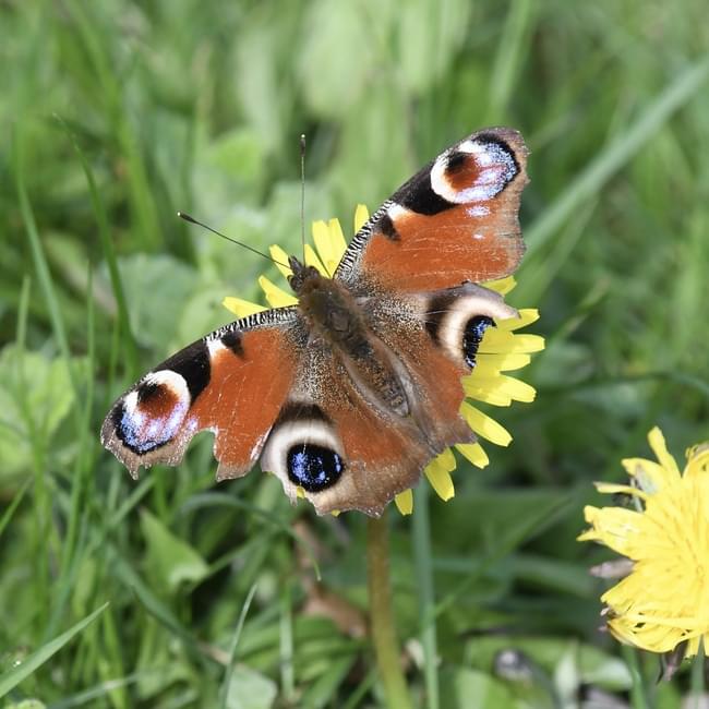 peacock butterfly