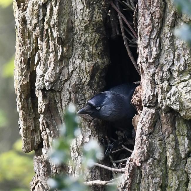 jackdaw