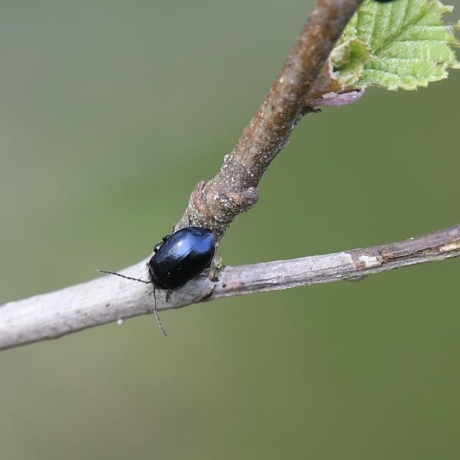 alder leaf beatle