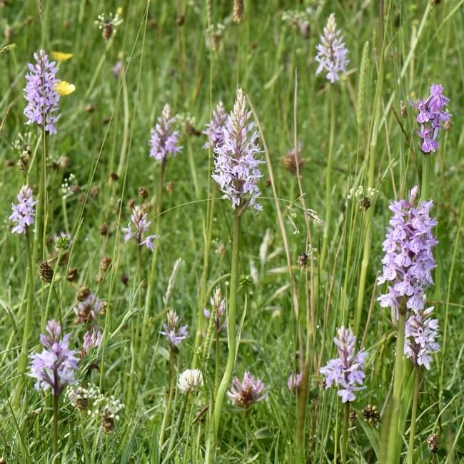 Orchid