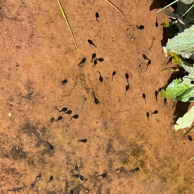 tadpoles