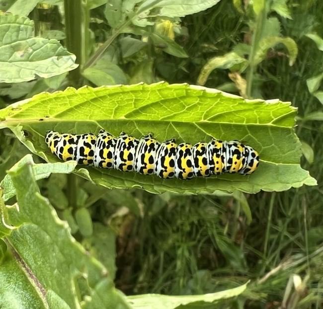mullein caterpillar