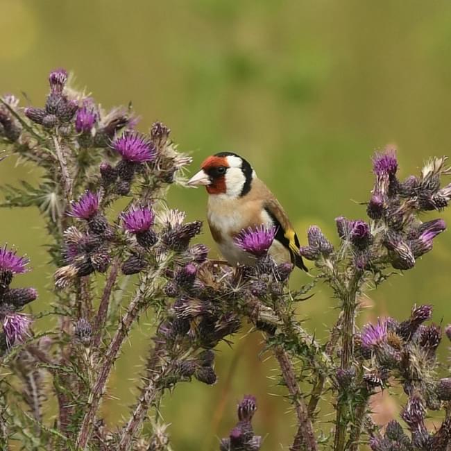 goldfinch