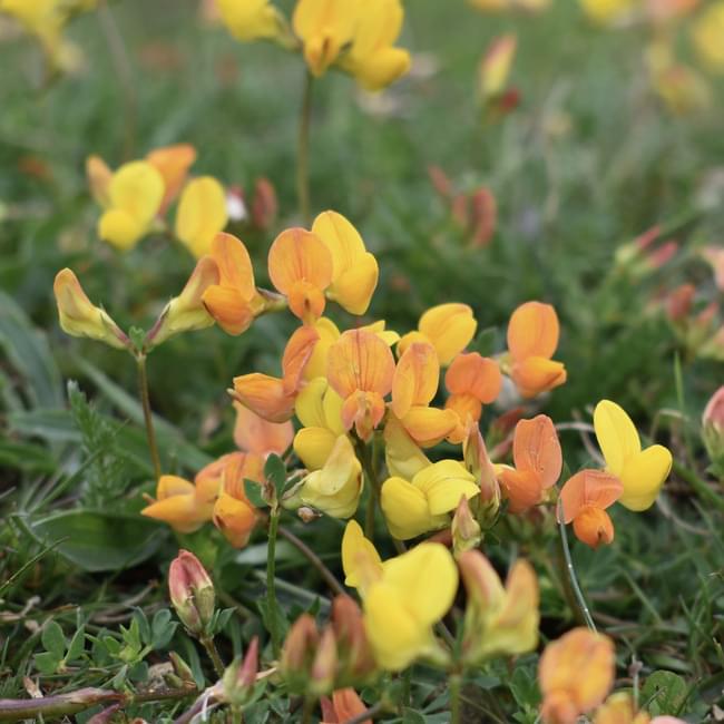 birds foot trefoil