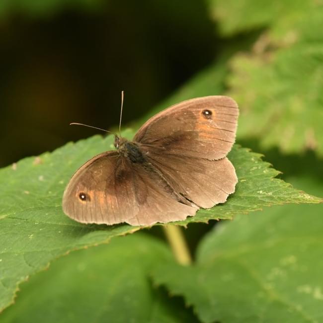 meadow brown
