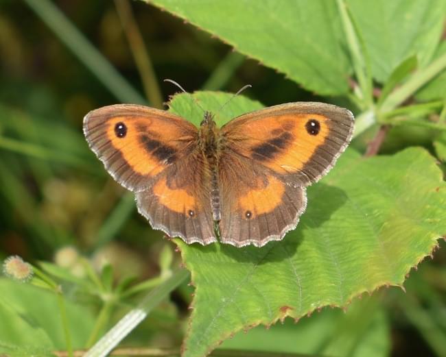 gatekeeper