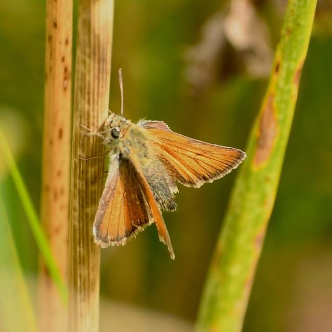 small skipper