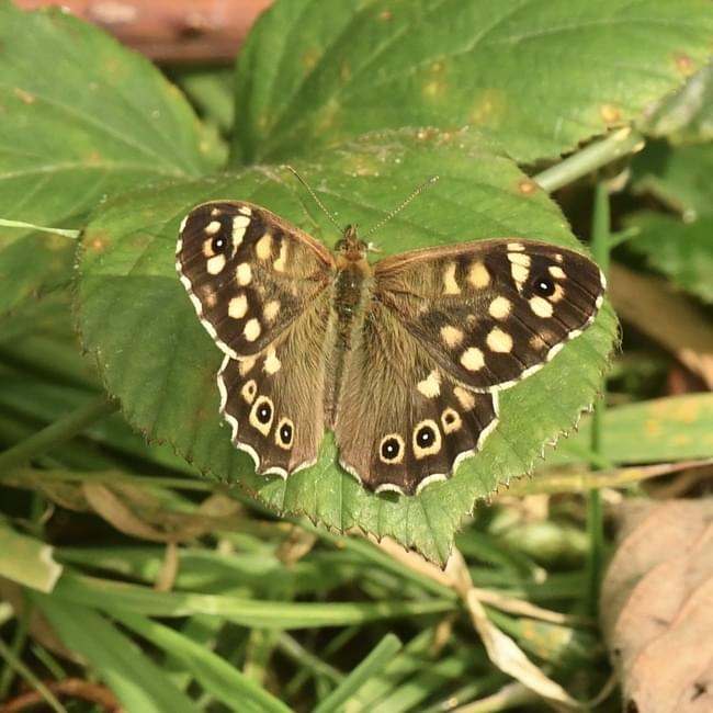 speckled wood