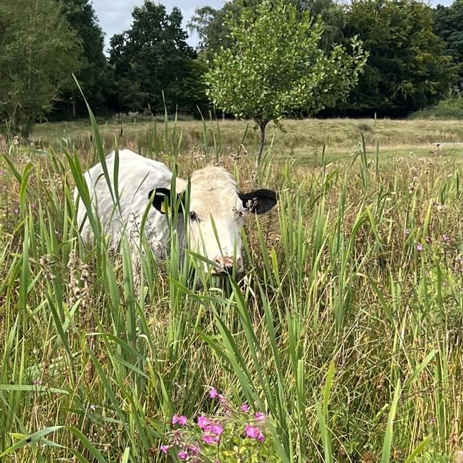 cattle