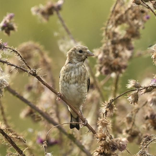 goldfinch