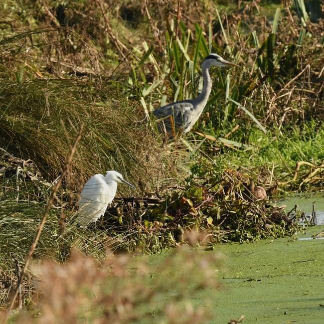 little egret