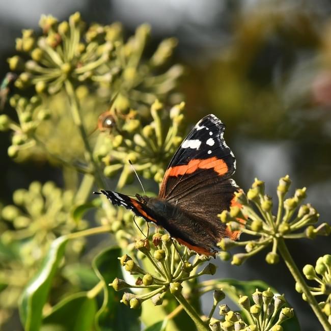 red admiral