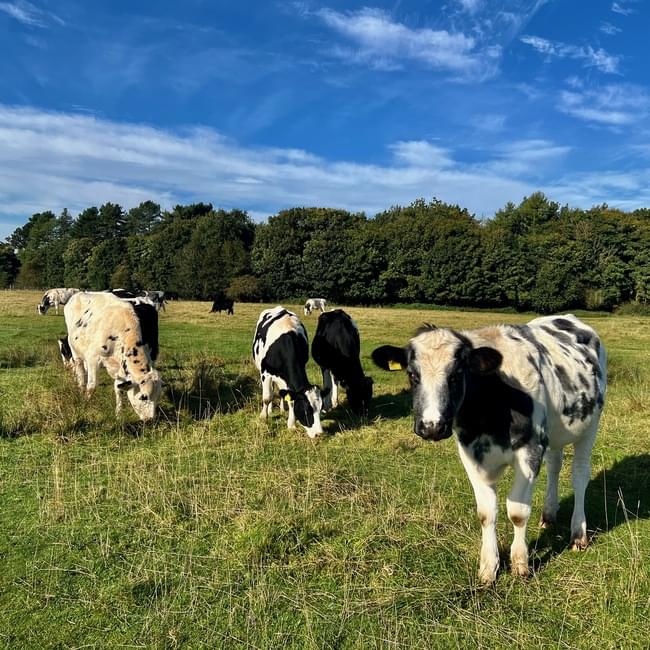 cattle