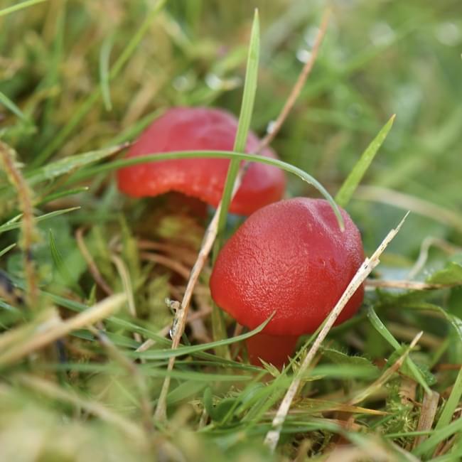 waxcap