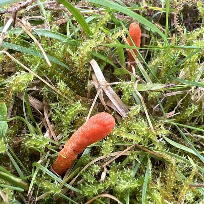 caterpillar club