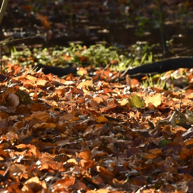 beech leaves