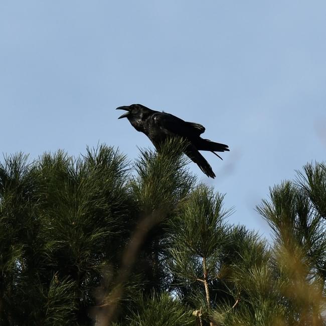 raven