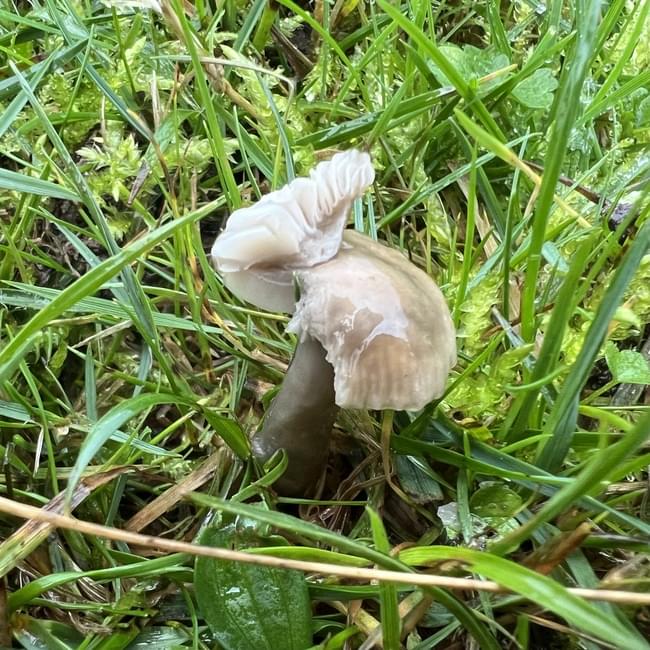 slimy waxcap