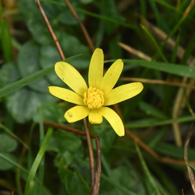 lesser celandine