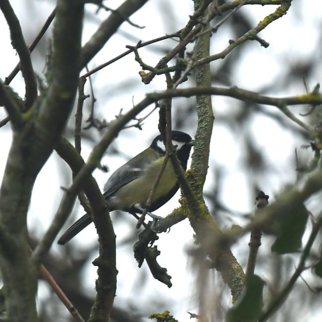 great tit