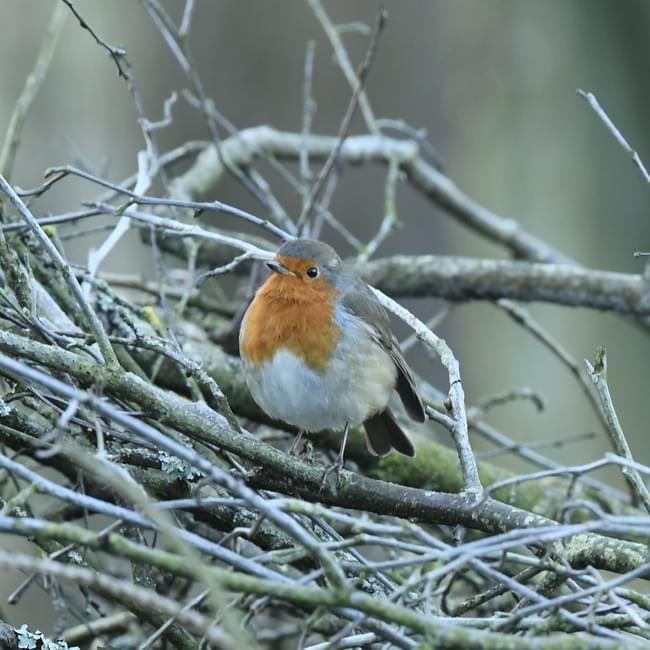 Robin