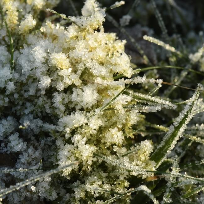 hoar frost