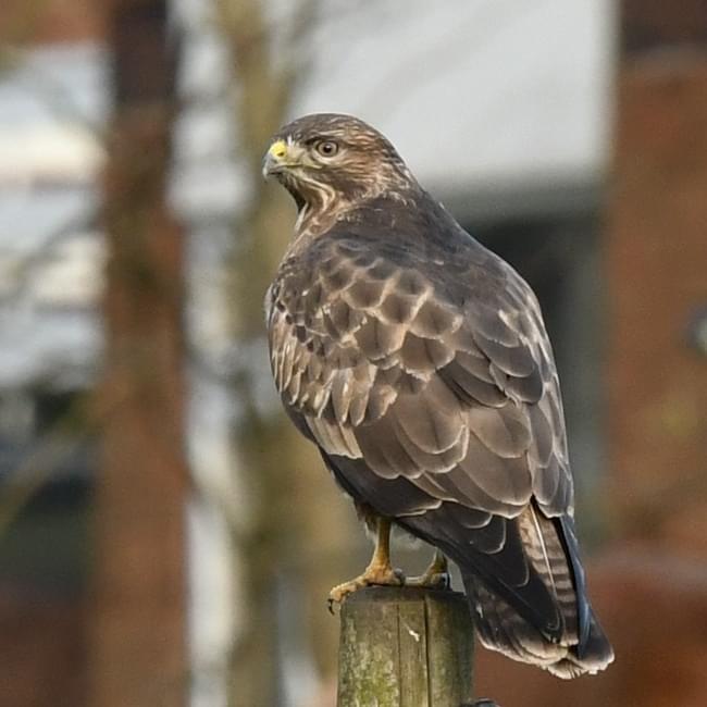 buzzard
