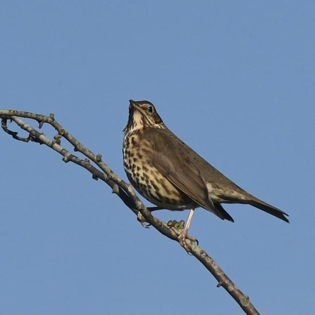 Thrush